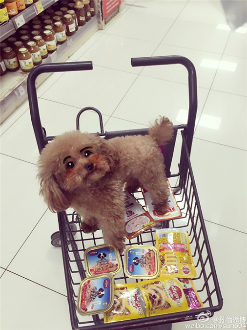 舒淇范冰冰赵丽颖孙怡 这些爱宠物如命的女明星们