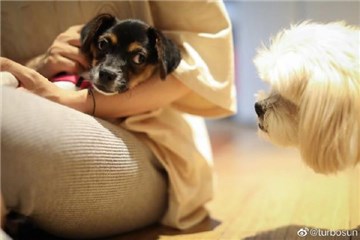 孙俪吐槽邓超“双标” 对家中两只萌犬区别对待