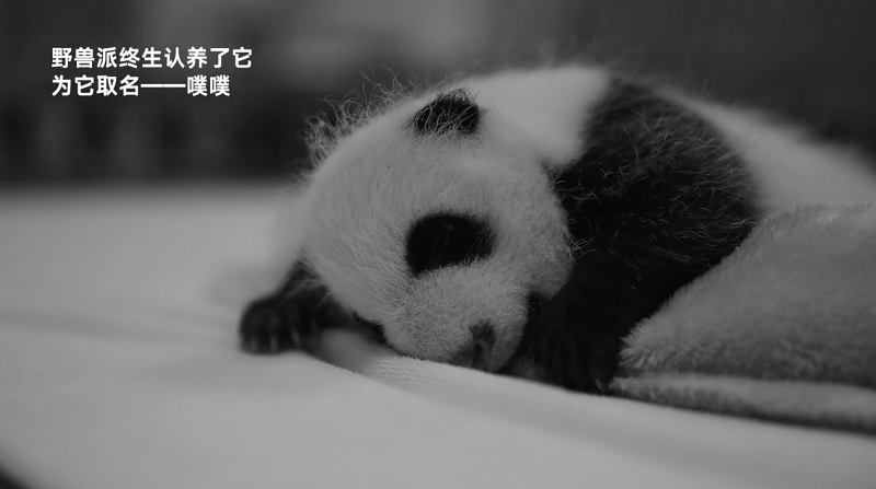 熊猫噗噗横店探班龚俊，期待一起回成都