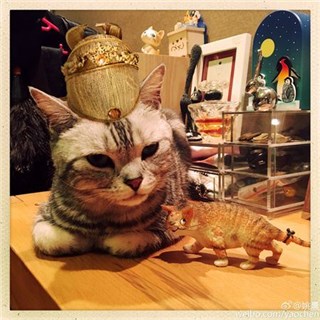 姚晨晒巴顿萌照推荐猫咪演电影  犀利小眼神获赞有潜质