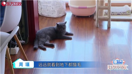 委派人家中养猫,且小猫怀孕待产