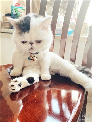 李子峰晒猫劈叉照 网友：不愧是九品高手燕小乙的猫！