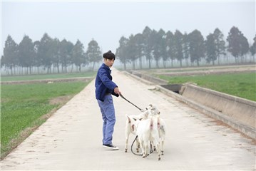 张艺兴在田间放羊