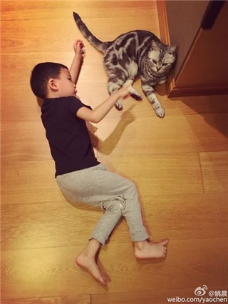 顿.土豆！姚晨晒儿子与猫咪的温馨日常 萌娃萌宠超有爱