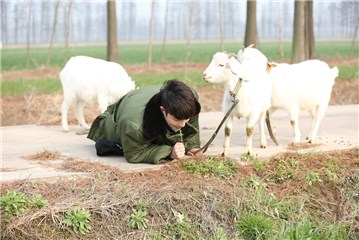 “小绵羊”吃草